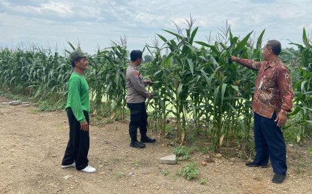 Polresta Sidoarjo Optimalkan Swasembada Pangan, Dampingi Petani Jagung di Krembung