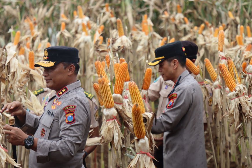 Kapolda Jatim dan Gubernur Optimalkan Swasembada Lewat Panen Jagung di Banyuwangi