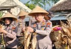 Polres Malang Panen Raya 1 Ton Jagung, Dukung Program Ketahanan Pangan Nasional