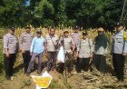 Panen Jagung, Polresta Malang Kota Perkuat Ketahanan Pangan Bersama Petani Kedungkandang