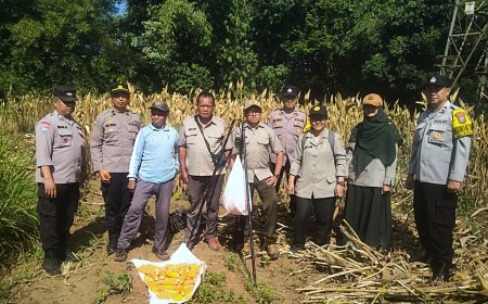 Panen Jagung, Polresta Malang Kota Perkuat Ketahanan Pangan Bersama Petani Kedungkandang