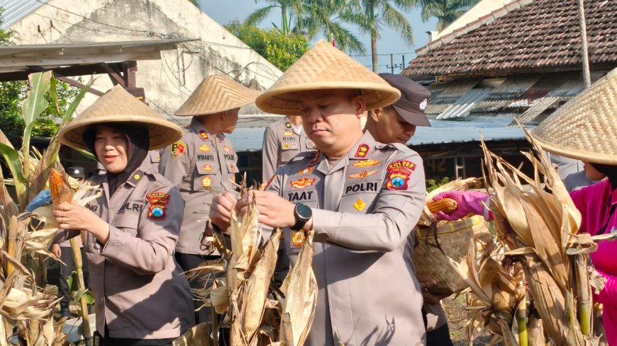 Polres Malang Panen Raya 1 Ton Jagung, Dukung Program Ketahanan Pangan Nasional